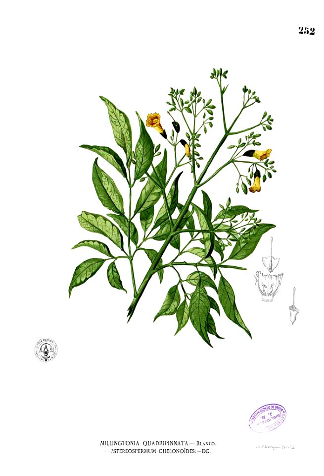 Stereospermum chelonoides Blanco2.252