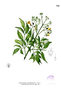 Stereospermum chelonoides Blanco2.252