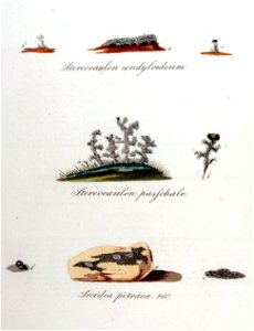 Stereocaulon condyloideum — Flora Batava — Volume v11