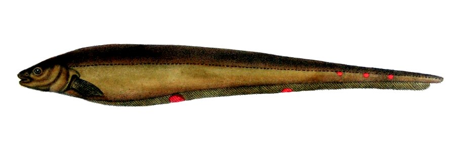 Sternopygus macrurus by Castelnau