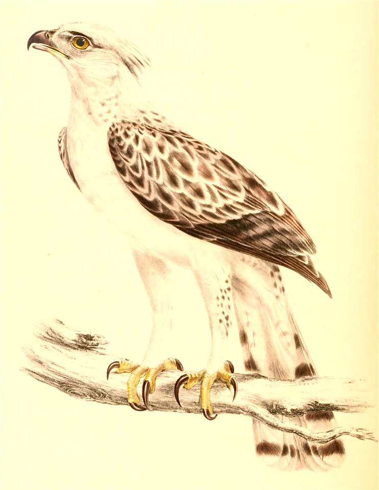 Stephanoaetus coronatus adult male 1838