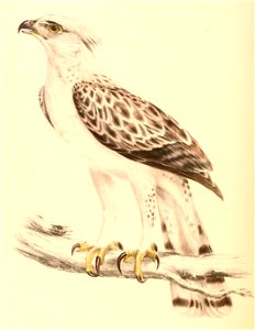 Stephanoaetus coronatus adult male 1838