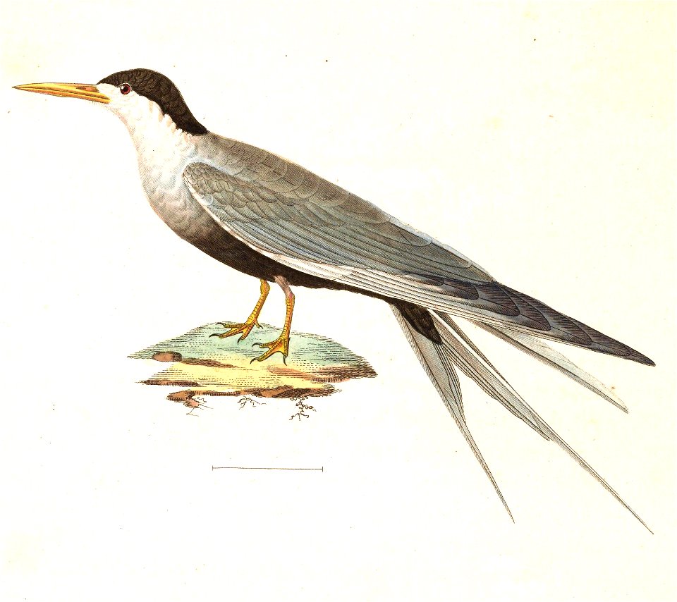 Sterna acuticauda 1838