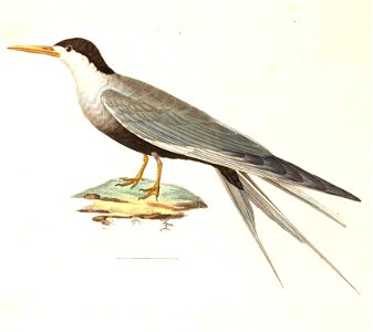Sterna acuticauda 1838