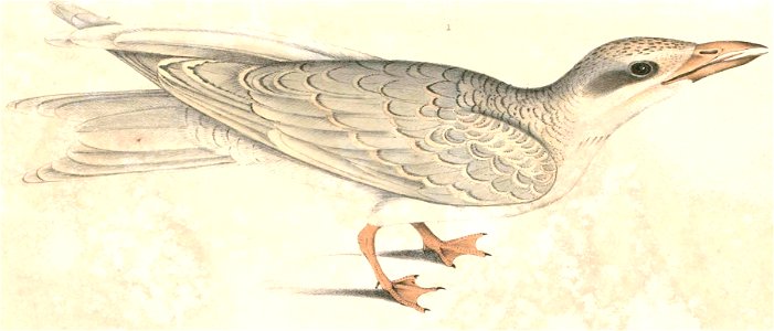 Sterna aurantia 1 Hardwicke