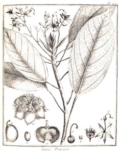 Sterculia pruriens (Malvaceae)