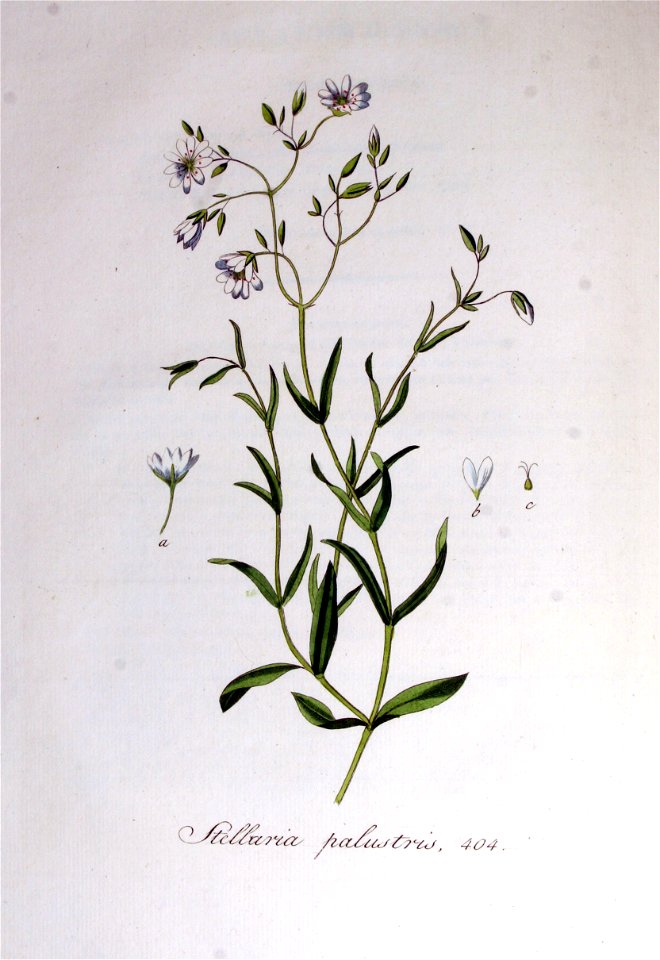 Stellaria palustris — Flora Batava — Volume v6