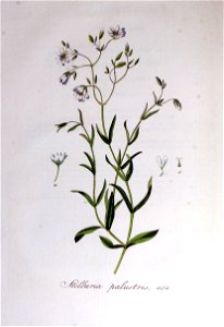 Stellaria palustris — Flora Batava — Volume v6. Free illustration for personal and commercial use.