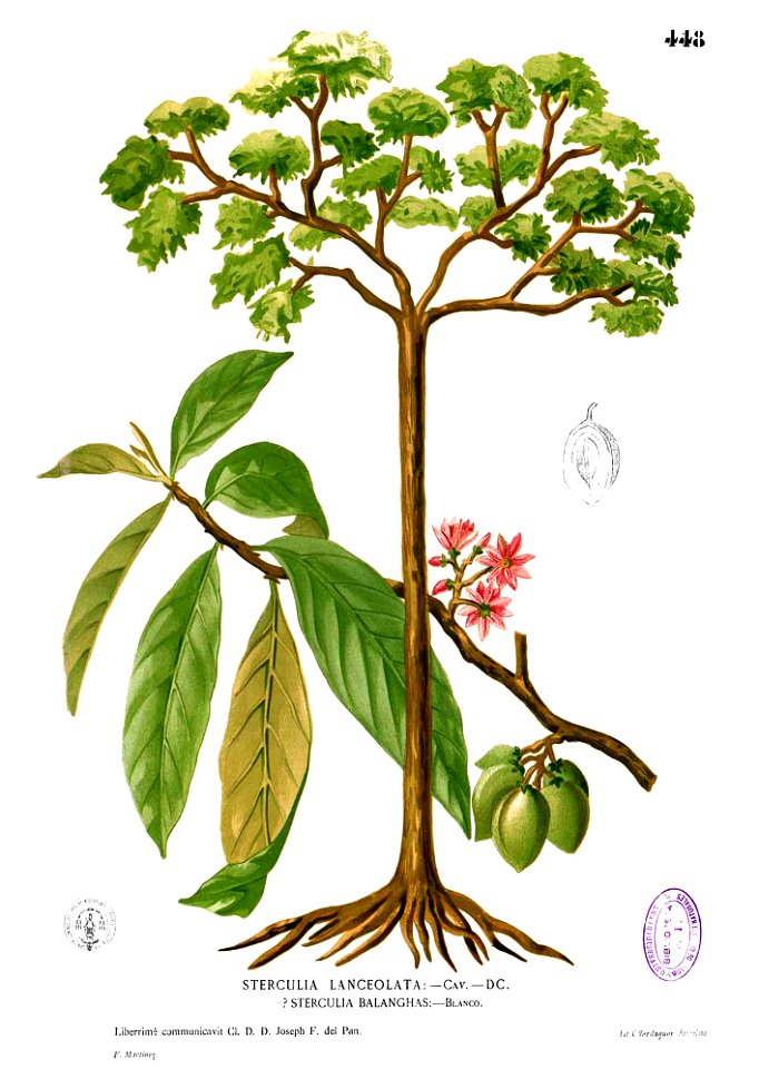 Sterculia sp Blanco2.448
