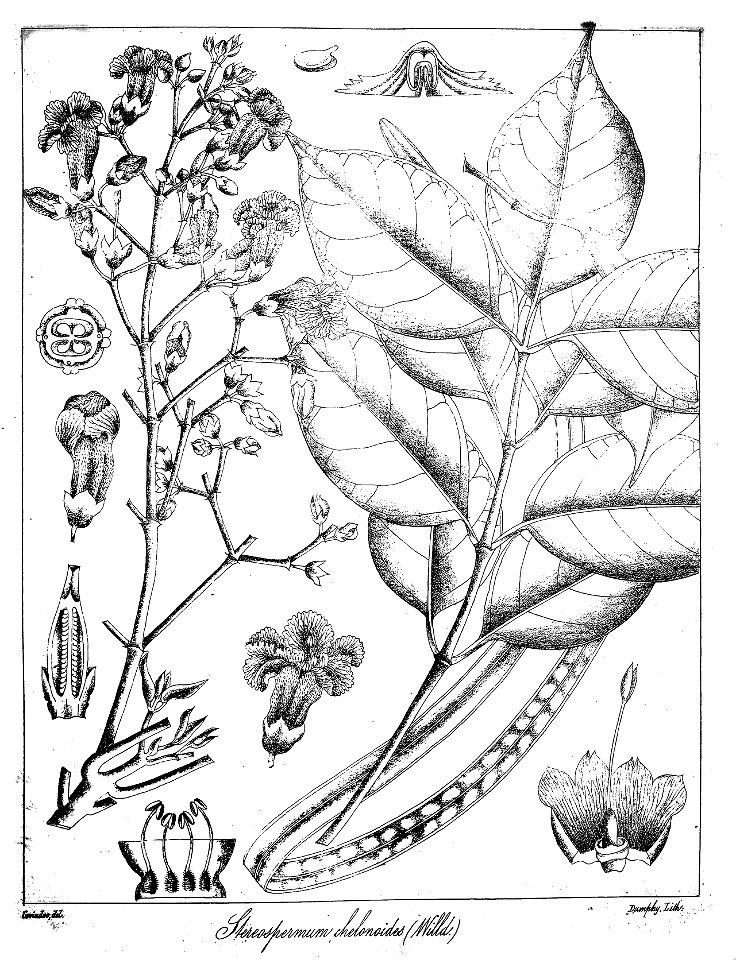 Stereospermum chelonoides Govindoo
