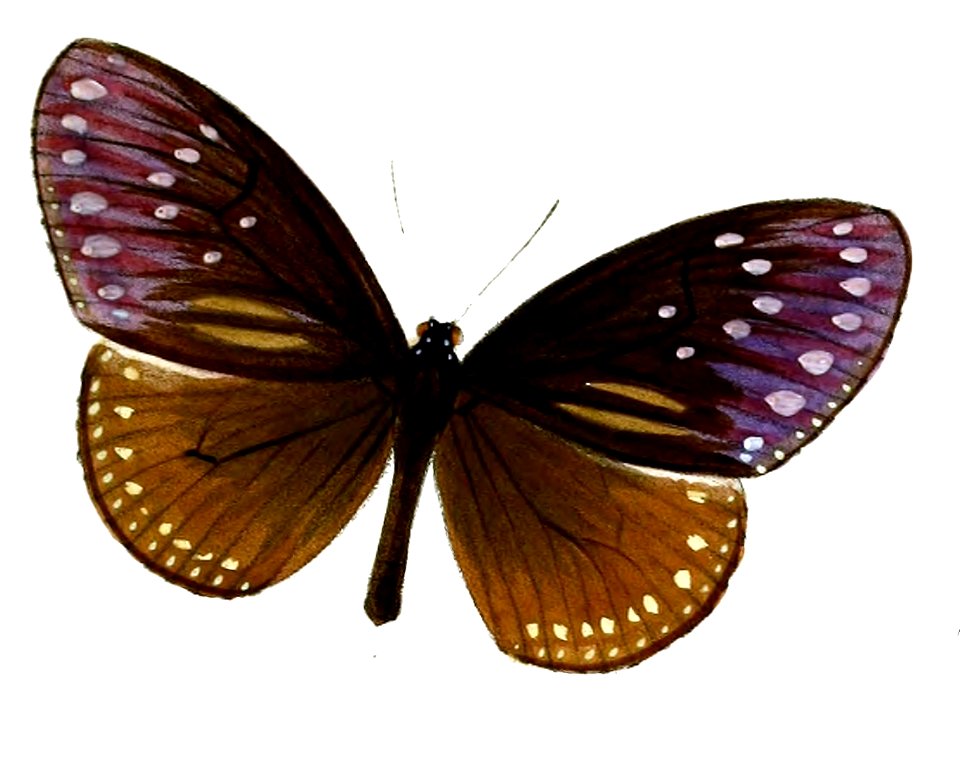StictoploeaHopei 55 1