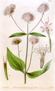 Stevia breviaristata-Curtis's