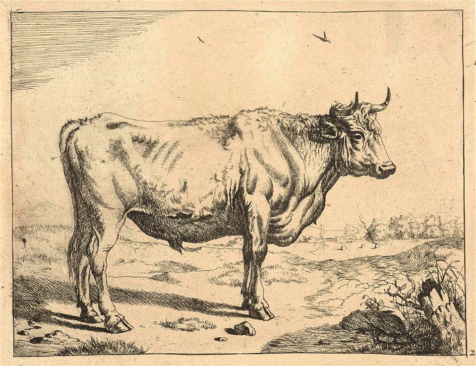 Stier, staand naar rechts, met vogels