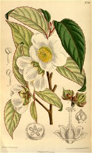 Stewartia sinensis 144-8778