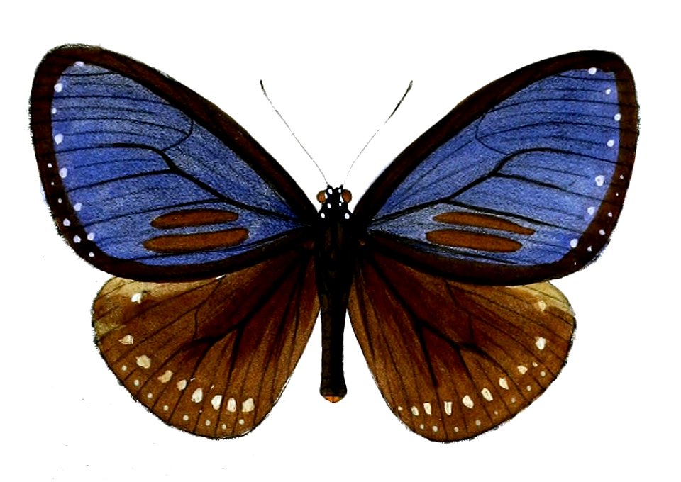 StictoploeaHarrisii 52 1