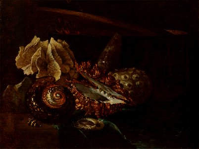 Still Life with Shells and Coral by Willem Kalf Mauritshuis 972. Free illustration for personal and commercial use.