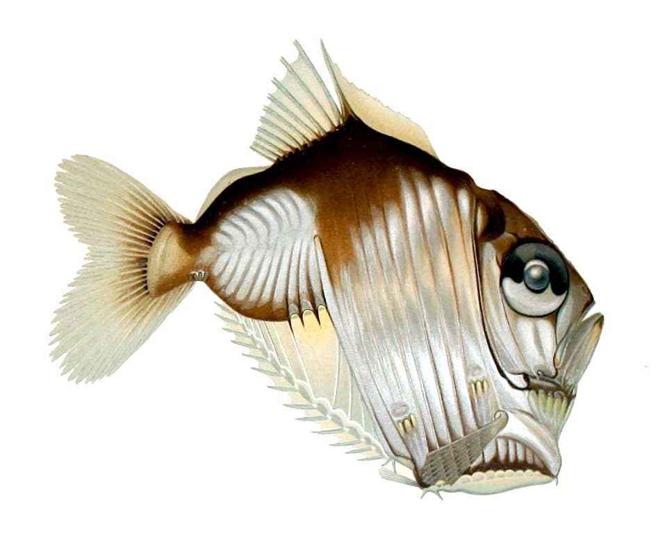Sternoptyx diaphana1