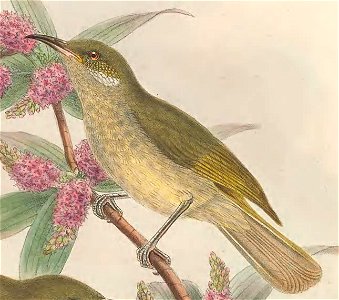 Stigmatops chloris - The Birds of New Guinea (cropped)
