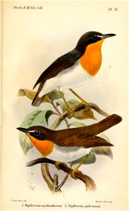 StiphrornisSmit