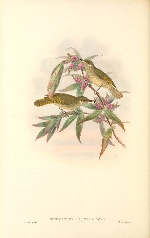 Stigmatops chloris - The Birds of New Guinea