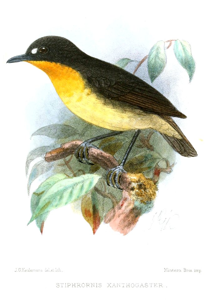 StiphrornisXanthogasterKeulemans