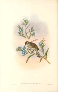 Stigmatops alboauricularis - The Birds of New Guinea