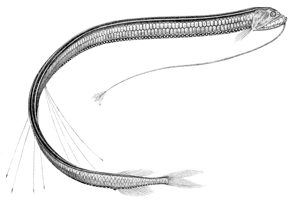Stomias longibarbatus