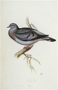 Stock Dove