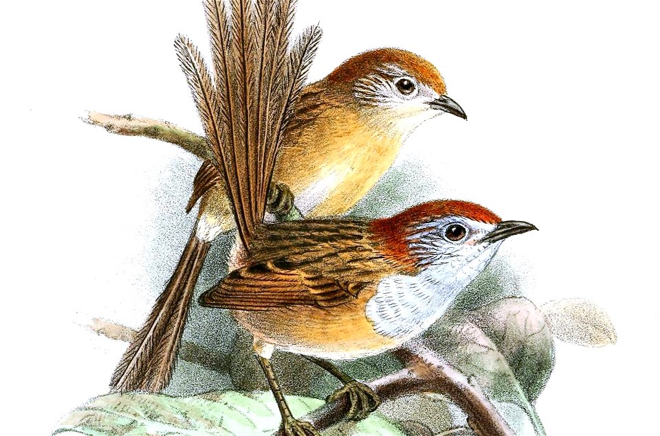 StipiturusRuficepsKeulemans (cropped)