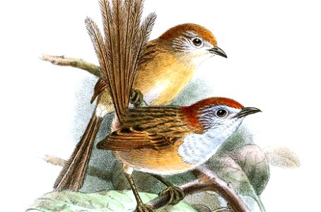 StipiturusRuficepsKeulemans (cropped)