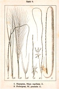 Stipa spp Sturm8