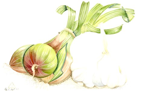 Still Life with Onions and Garlic