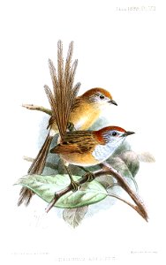 StipiturusRuficepsKeulemans
