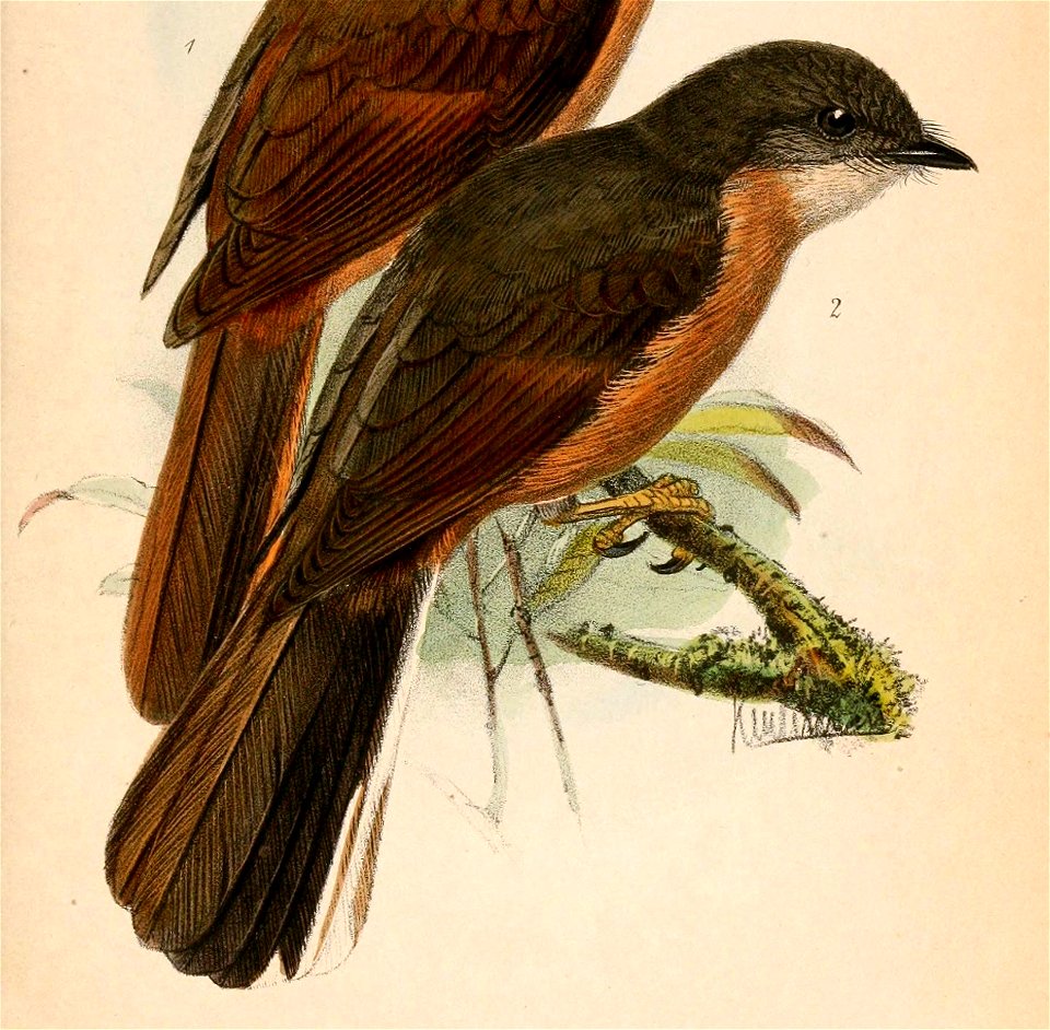 Stizorhina finschi 1870 (cropped)