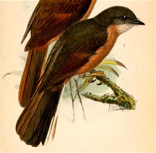 Stizorhina finschi 1870 (cropped)