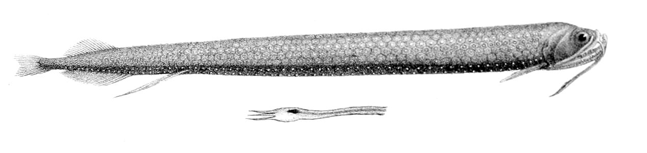 Stomias affinis1