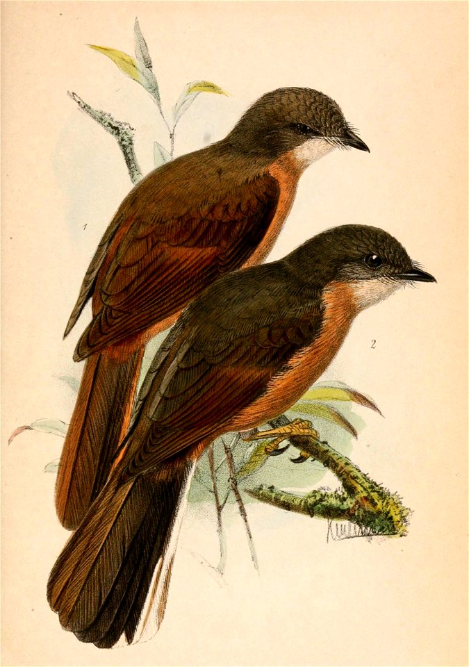 Stizorhina fraseri rubicunda & Stizorhina finschi 1870