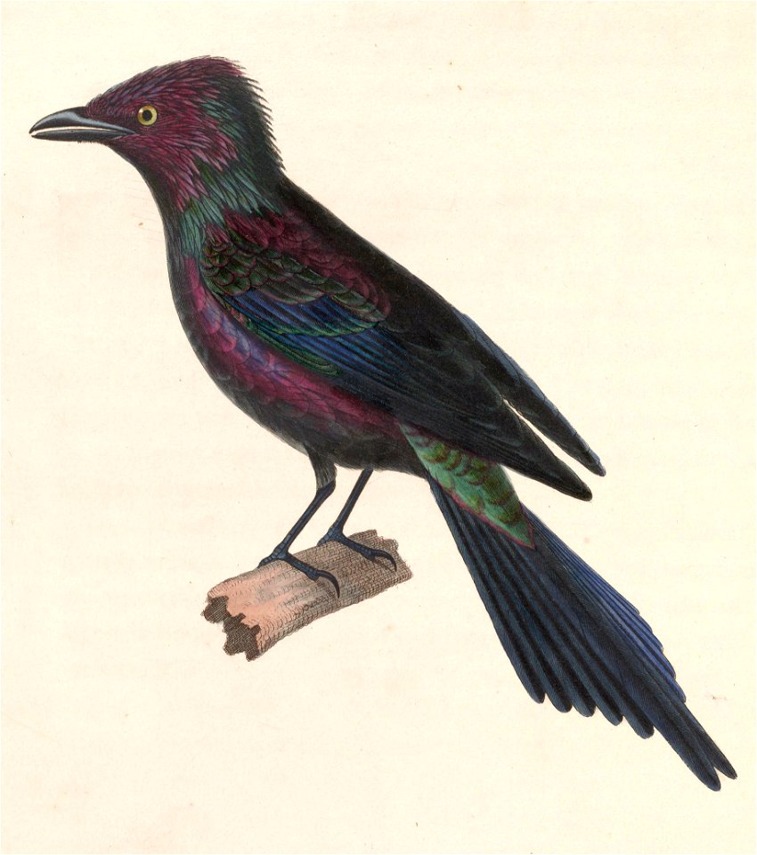 Stourne luisant 1838