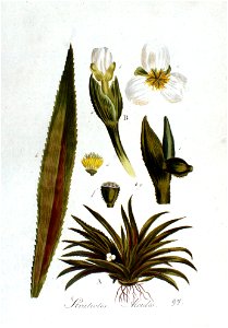 Stratiotes aloides — Flora Batava — Volume v2