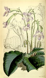 Streptocarpus gardenii