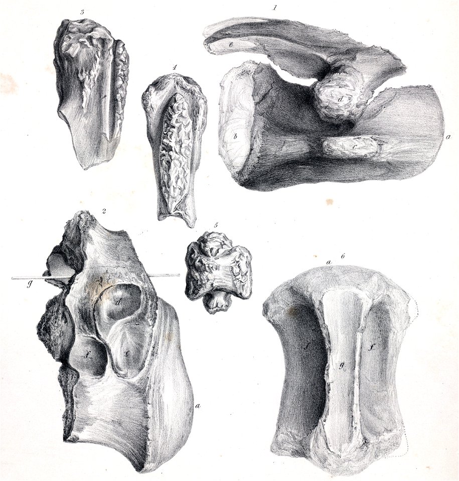Streptospondylus major
