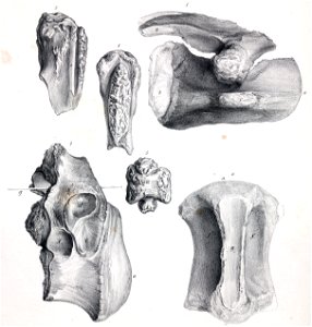 Streptospondylus major