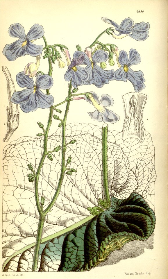 Streptocarpus polyanthus