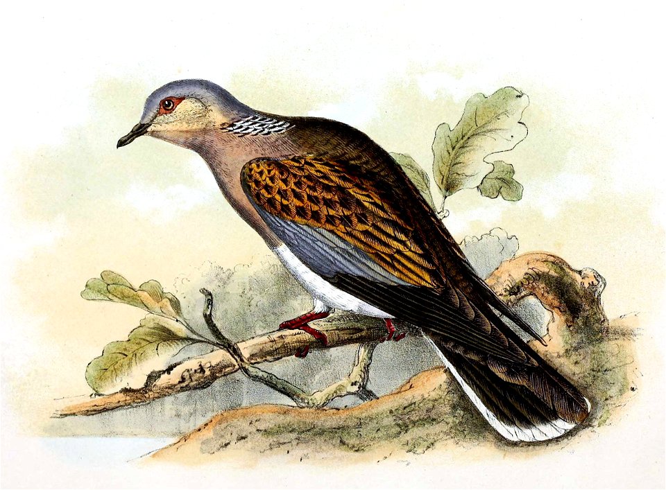 Streptopelia turtur 1869