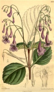 Streptocarpus orientalis 139-8526