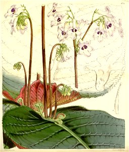 Streptocarpus saundersii