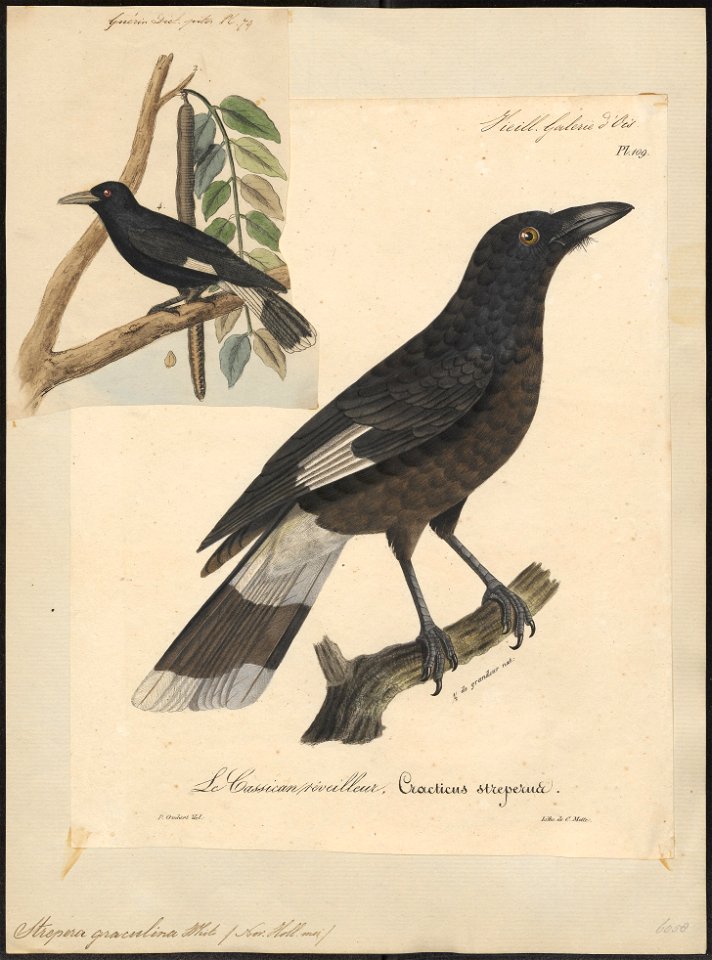 Strepera graculina - 1825-1834 - Print - Iconographia Zoologica - Special Collections University of Amsterdam - UBA01 IZ15700003