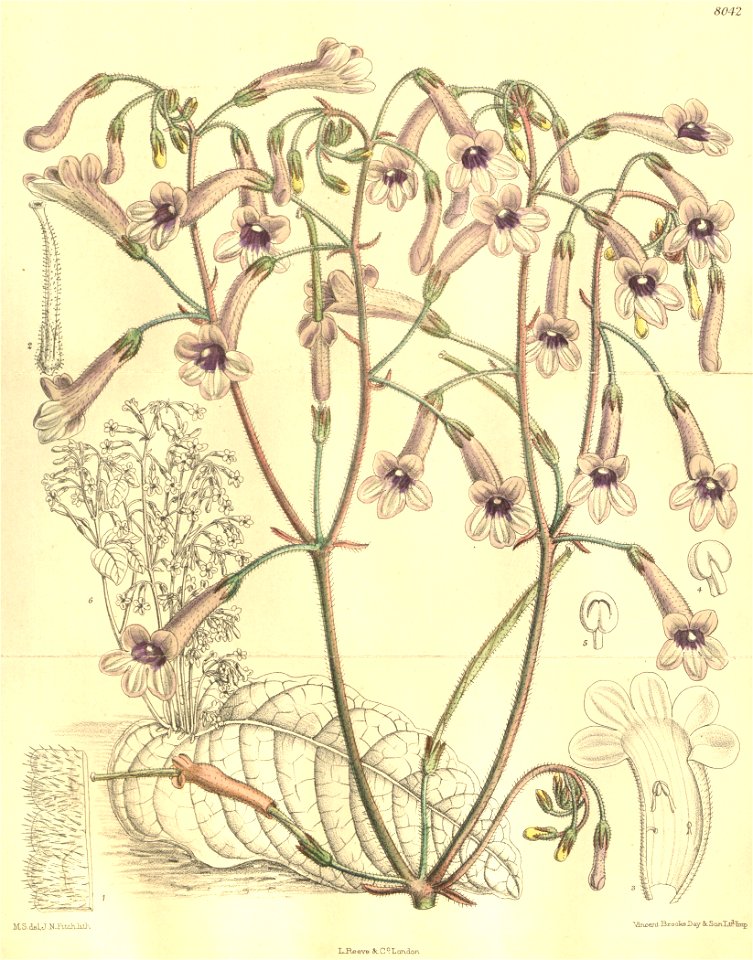 Streptocarpus grandis