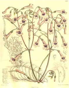 Streptocarpus grandis