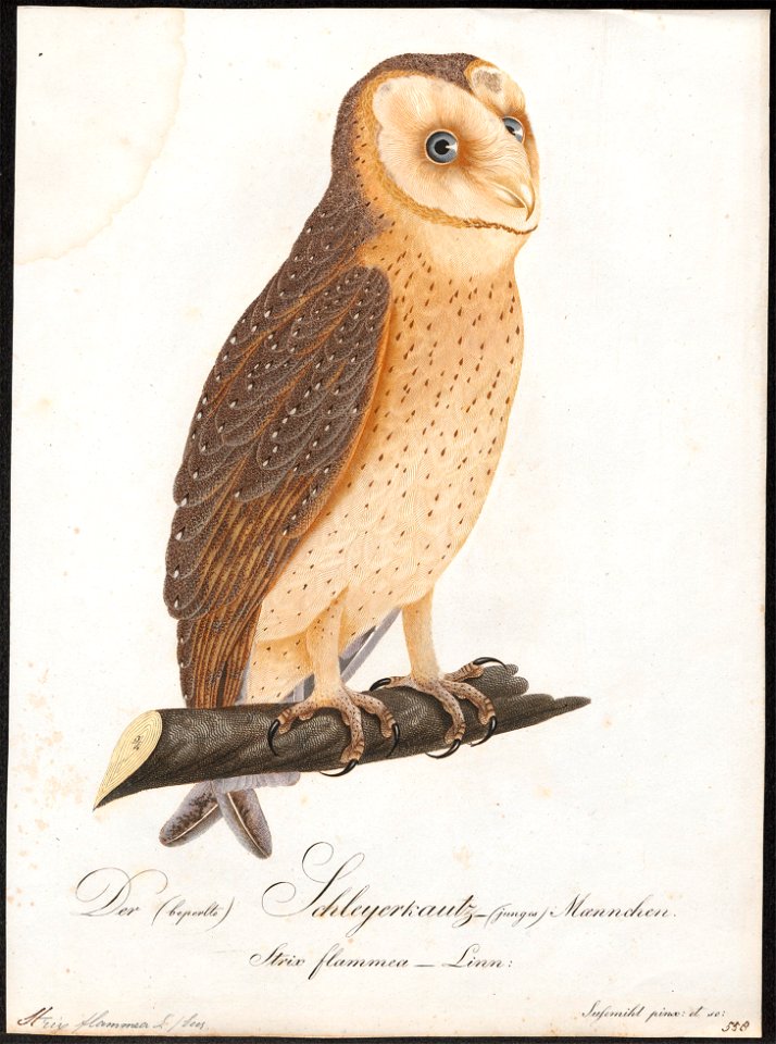 Strix flammea - 1800-1812 - Print - Iconographia Zoologica - Special Collections University of Amsterdam - UBA01 IZ18400235